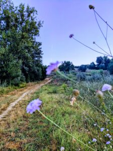 A rocket flies in the background amongst the wild onion blossoms along a trail along the Via Francigena in rural Tuscany.